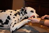 GRIFFES - DALMATIEN 032